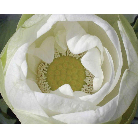 Delicate Lotus I Gold Ornate Wood Framed Art Print with Double Matting by Christensen, Jim