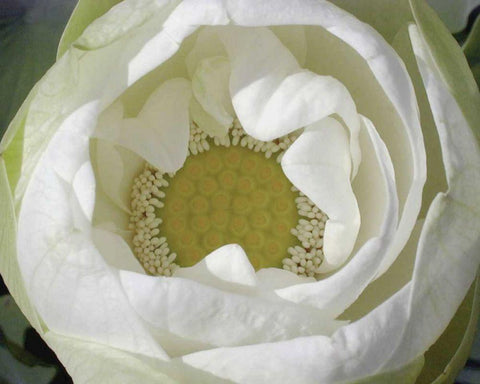 Delicate Lotus I White Modern Wood Framed Art Print with Double Matting by Christensen, Jim