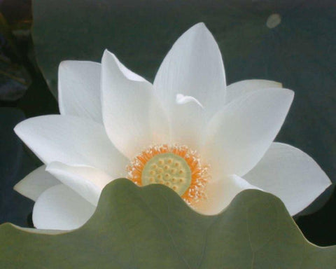 Delicate Lotus III White Modern Wood Framed Art Print with Double Matting by Christensen, Jim