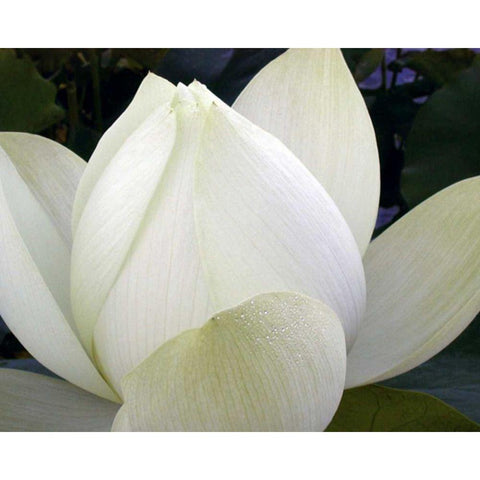 Delicate Lotus IV Black Modern Wood Framed Art Print with Double Matting by Christensen, Jim