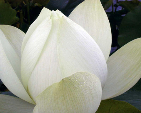 Delicate Lotus IV White Modern Wood Framed Art Print with Double Matting by Christensen, Jim