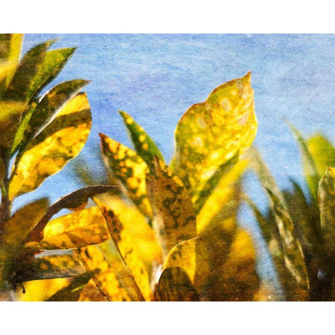 Sun Toward II Black Modern Wood Framed Art Print with Double Matting by Robinson, Emily