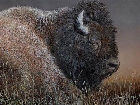 American Icon- Bison Black Ornate Wood Framed Art Print with Double Matting by Daniel, Kevin