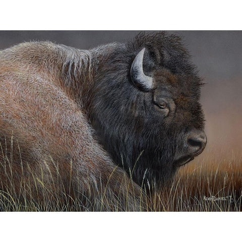 American Icon- Bison Black Modern Wood Framed Art Print with Double Matting by Daniel, Kevin