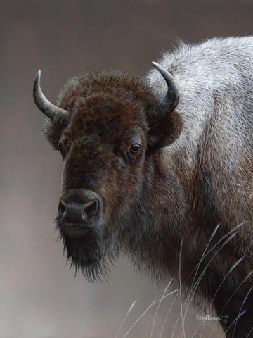 American Icon- Buffalo Black Ornate Wood Framed Art Print with Double Matting by Daniel, Kevin