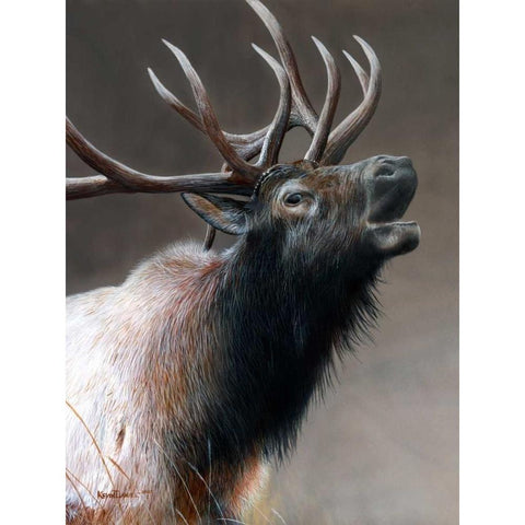 American Icon - Elk Black Modern Wood Framed Art Print with Double Matting by Daniel, Kevin