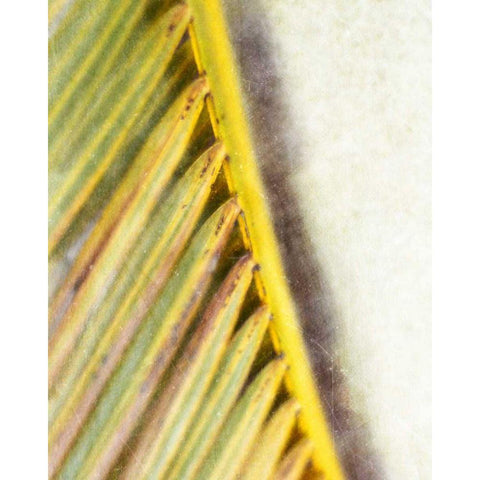 Frond Study I Black Modern Wood Framed Art Print by Robinson, Emily