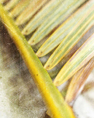 Frond Study II White Modern Wood Framed Art Print with Double Matting by Robinson, Emily