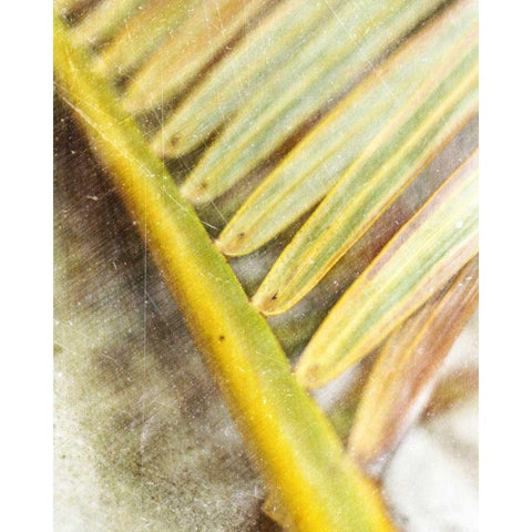 Frond Study II Black Modern Wood Framed Art Print by Robinson, Emily