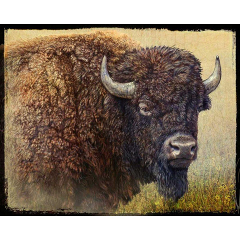 Bison Portrait I Black Modern Wood Framed Art Print with Double Matting by Vest, Chris