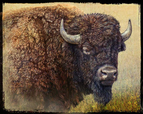 Bison Portrait I Black Ornate Wood Framed Art Print with Double Matting by Vest, Chris