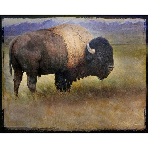 Bison Portrait II Black Modern Wood Framed Art Print with Double Matting by Vest, Chris