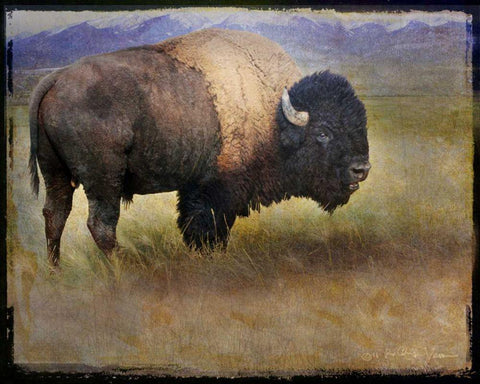 Bison Portrait II Black Ornate Wood Framed Art Print with Double Matting by Vest, Chris