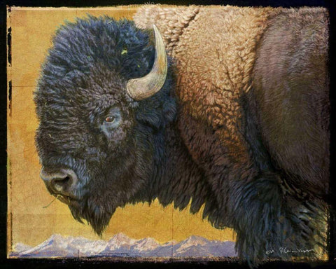 Bison Portrait III White Modern Wood Framed Art Print with Double Matting by Vest, Chris