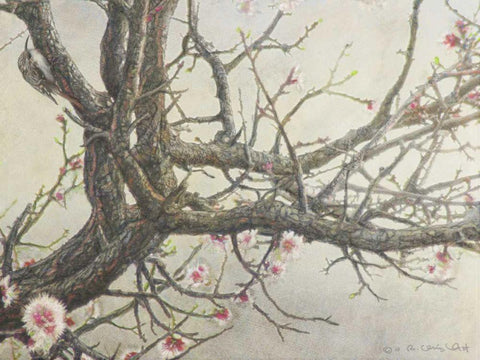 Apricot Creeper Black Ornate Wood Framed Art Print with Double Matting by Vest, Chris