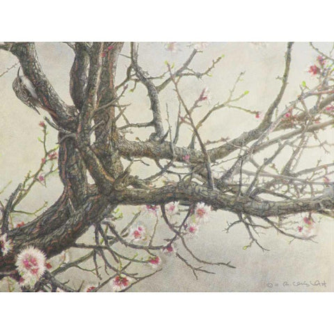 Apricot Creeper Black Modern Wood Framed Art Print by Vest, Chris