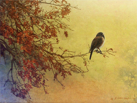 Snow Oak Junco Black Ornate Wood Framed Art Print with Double Matting by Vest, Chris