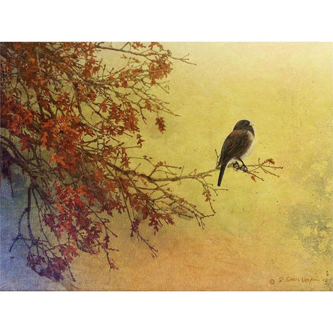Snow Oak Junco Black Modern Wood Framed Art Print with Double Matting by Vest, Chris