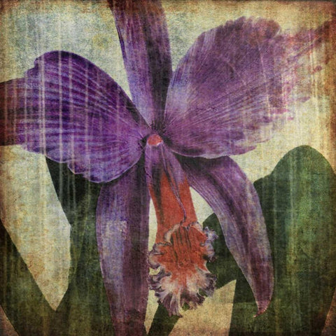 Pacific Orchid II White Modern Wood Framed Art Print by Butler, John