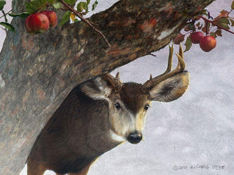 Apple Deer Black Ornate Wood Framed Art Print with Double Matting by Vest, Chris