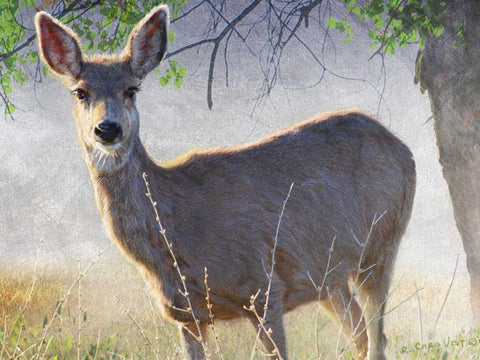 Spring Doe Black Ornate Wood Framed Art Print with Double Matting by Vest, Chris