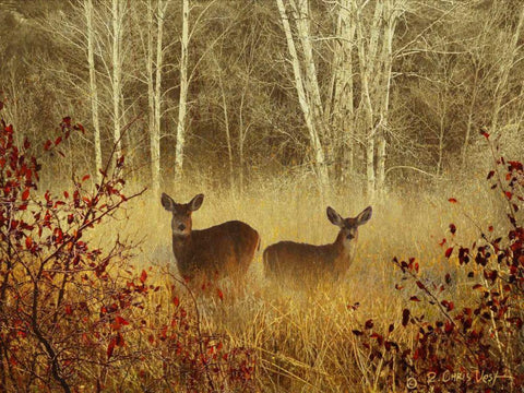 Foggy Deer Black Ornate Wood Framed Art Print with Double Matting by Vest, Chris