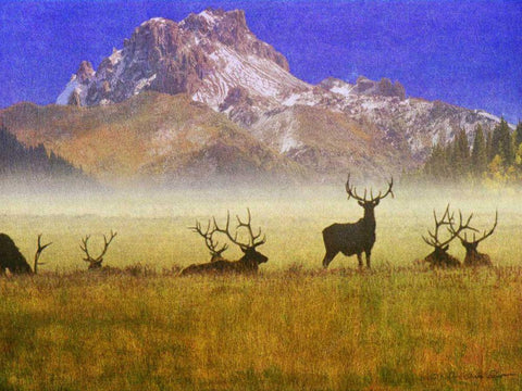 Bull Elk White Modern Wood Framed Art Print with Double Matting by Vest, Chris