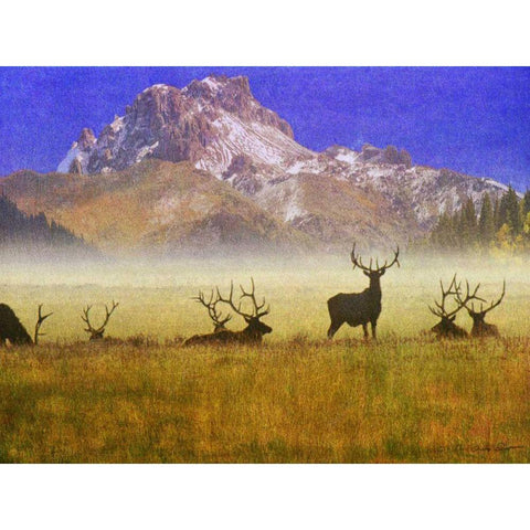 Bull Elk Black Modern Wood Framed Art Print by Vest, Chris