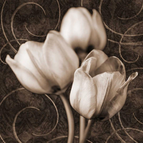 Tulip and Swirls I White Modern Wood Framed Art Print by Zalewski, Christine