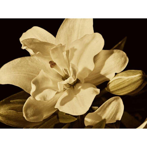 Yvoire Flower I White Modern Wood Framed Art Print by Perry, Rachel