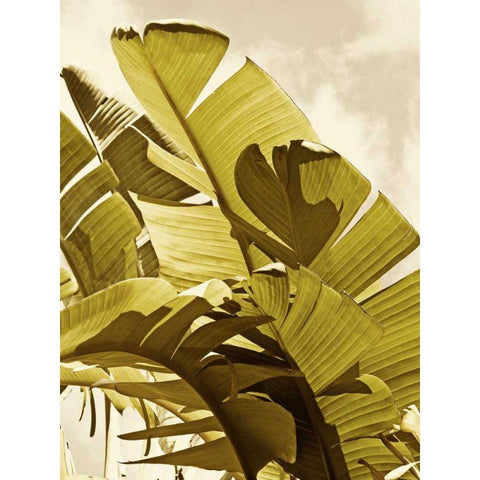 Palm Fronds I Black Modern Wood Framed Art Print with Double Matting by Perry, Rachel