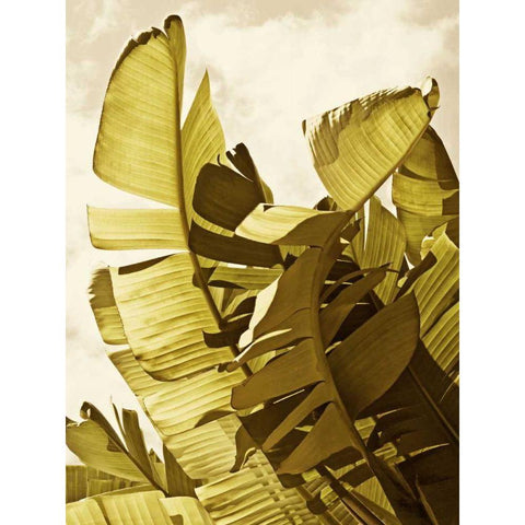 Palm Fronds II White Modern Wood Framed Art Print by Perry, Rachel