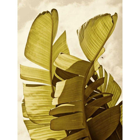 Palm Fronds III Black Modern Wood Framed Art Print with Double Matting by Perry, Rachel