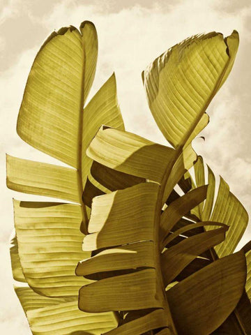 Palm Fronds III Black Ornate Wood Framed Art Print with Double Matting by Perry, Rachel