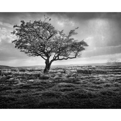 Elegance Black Modern Wood Framed Art Print by Henson, Martin