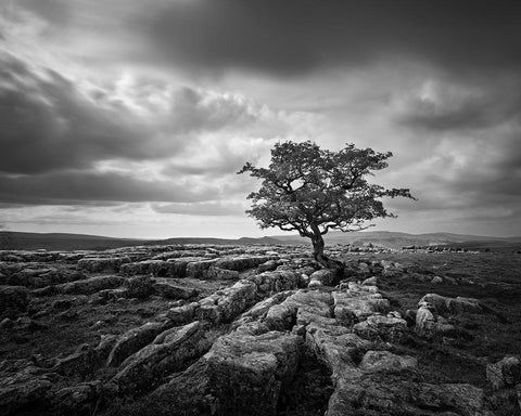 Pavement and Tree I Black Ornate Wood Framed Art Print with Double Matting by Henson, Martin