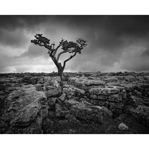 Pavement and Tree II Black Modern Wood Framed Art Print by Henson, Martin