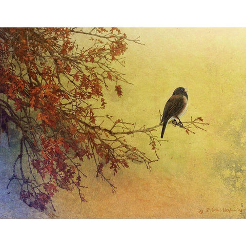 Custom Snow Oak Junco (ASH) Black Modern Wood Framed Art Print by Vest, Chris