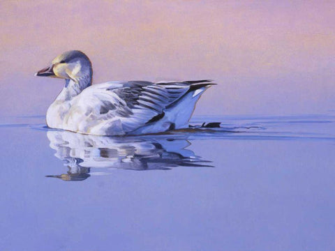 Morning Glory Black Ornate Wood Framed Art Print with Double Matting by Chapman, Julie T.