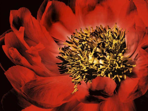 Red Peony I Black Ornate Wood Framed Art Print with Double Matting by Zalewski, Christine