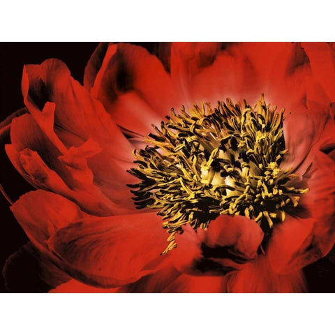 Red Peony I Black Modern Wood Framed Art Print with Double Matting by Zalewski, Christine