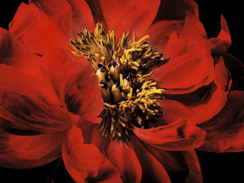 Red Peony II White Modern Wood Framed Art Print with Double Matting by Zalewski, Christine