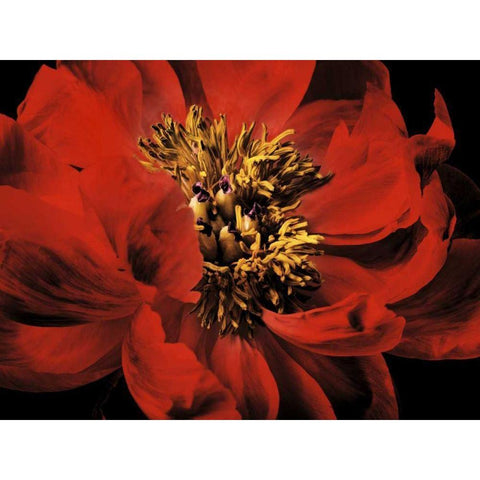 Red Peony II White Modern Wood Framed Art Print by Zalewski, Christine