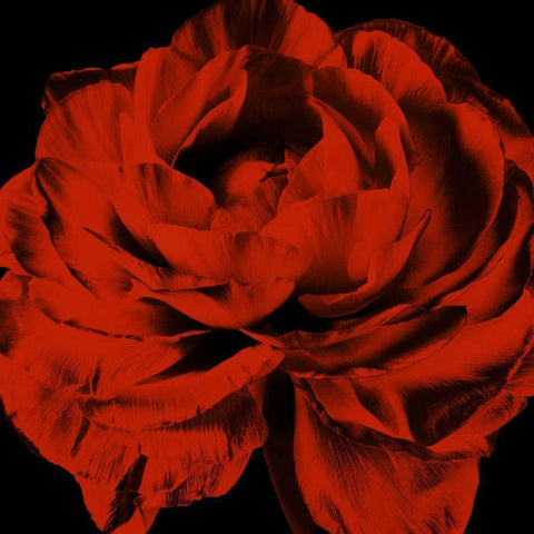 Red Ranunculus White Modern Wood Framed Art Print by Zalewski, Christine
