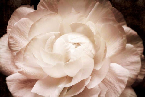 Elegant Ranunculus I White Modern Wood Framed Art Print with Double Matting by Zalewski, Christine
