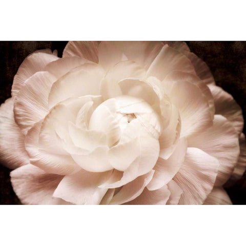 Elegant Ranunculus I Gold Ornate Wood Framed Art Print with Double Matting by Zalewski, Christine