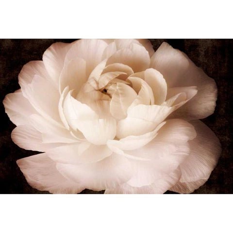Elegant Ranunculus II Gold Ornate Wood Framed Art Print with Double Matting by Zalewski, Christine