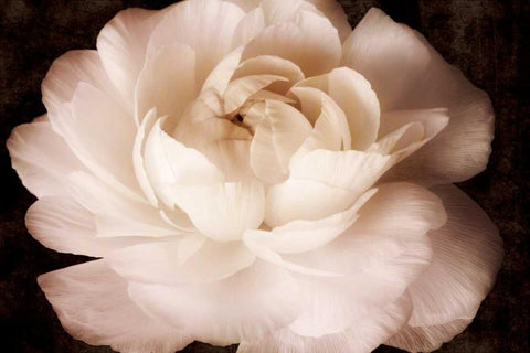 Elegant Ranunculus II Black Ornate Wood Framed Art Print with Double Matting by Zalewski, Christine