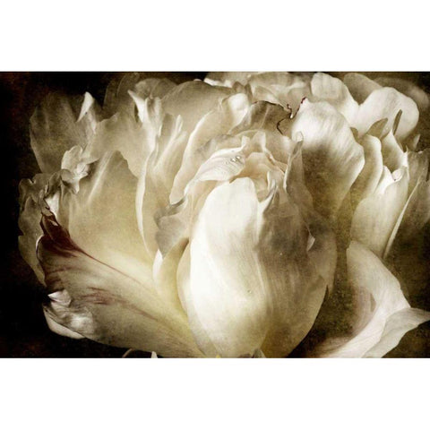 Elegant Peony I White Modern Wood Framed Art Print by Zalewski, Christine