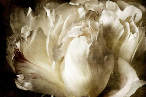 Elegant Peony I Black Ornate Wood Framed Art Print with Double Matting by Zalewski, Christine